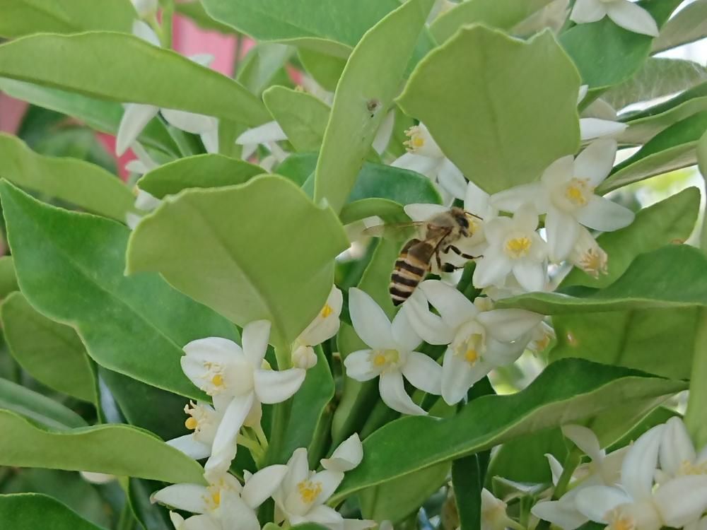 金柑(キンカン)　白い花　蜂