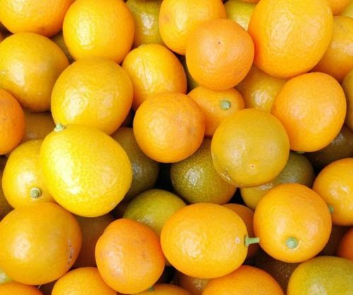 金柑 キンカン の育て方 肥料の与え方は 鉢植えでも栽培できる Greensnap グリーンスナップ