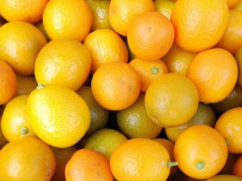 金柑(キンカン)　オレンジ色の実