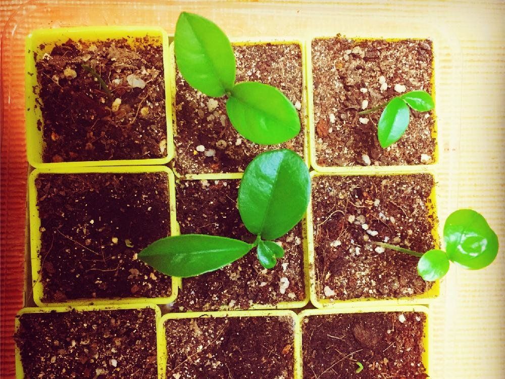 金柑(キンカン)　苗　