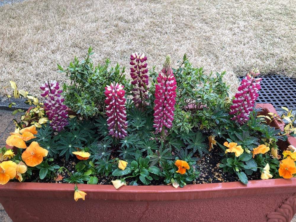 ルピナス　プランター