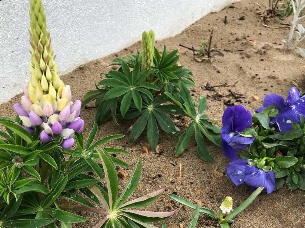 ルピナス　地植え　株