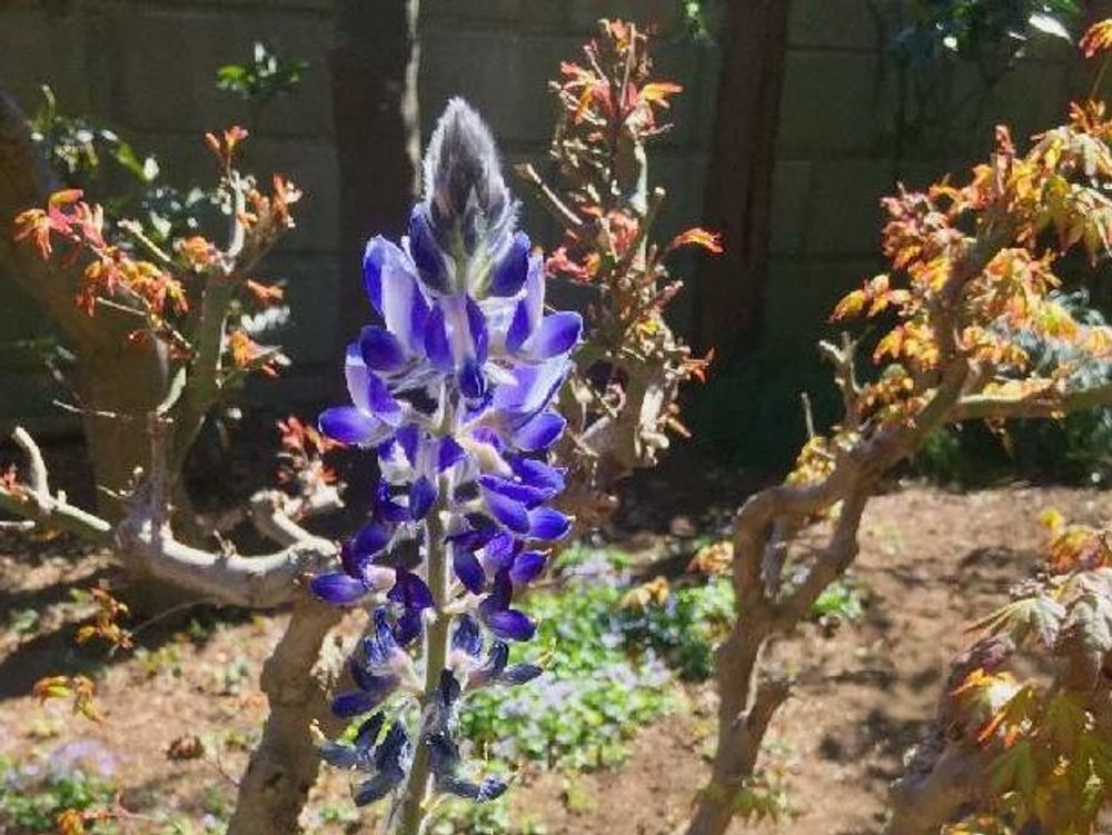 ルピナス　紫色の花