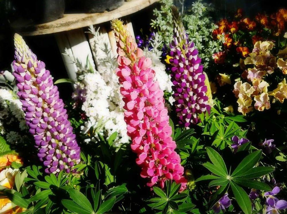 ルピナス　ピンク色の花　紫色の花