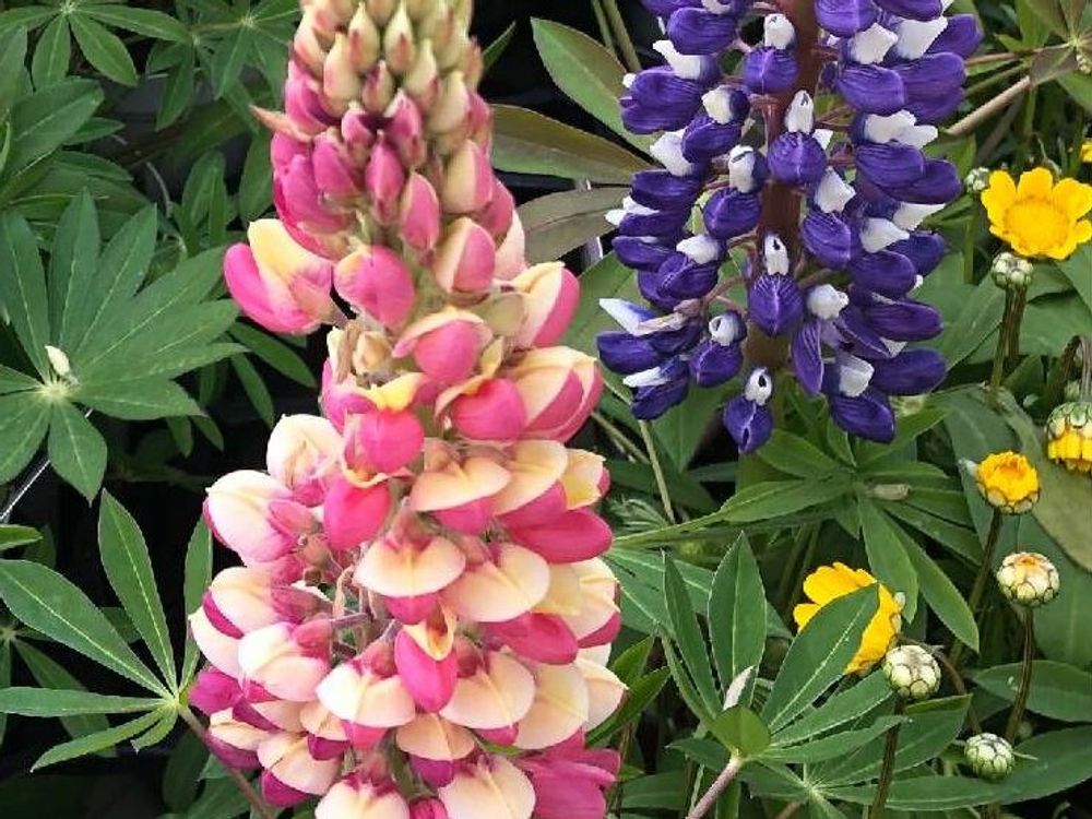 ルピナス　ピンク色の花　紫色の花