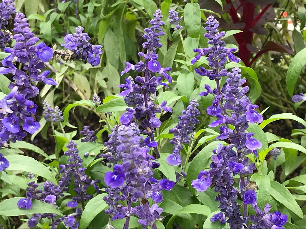 サルビア　紫色の花