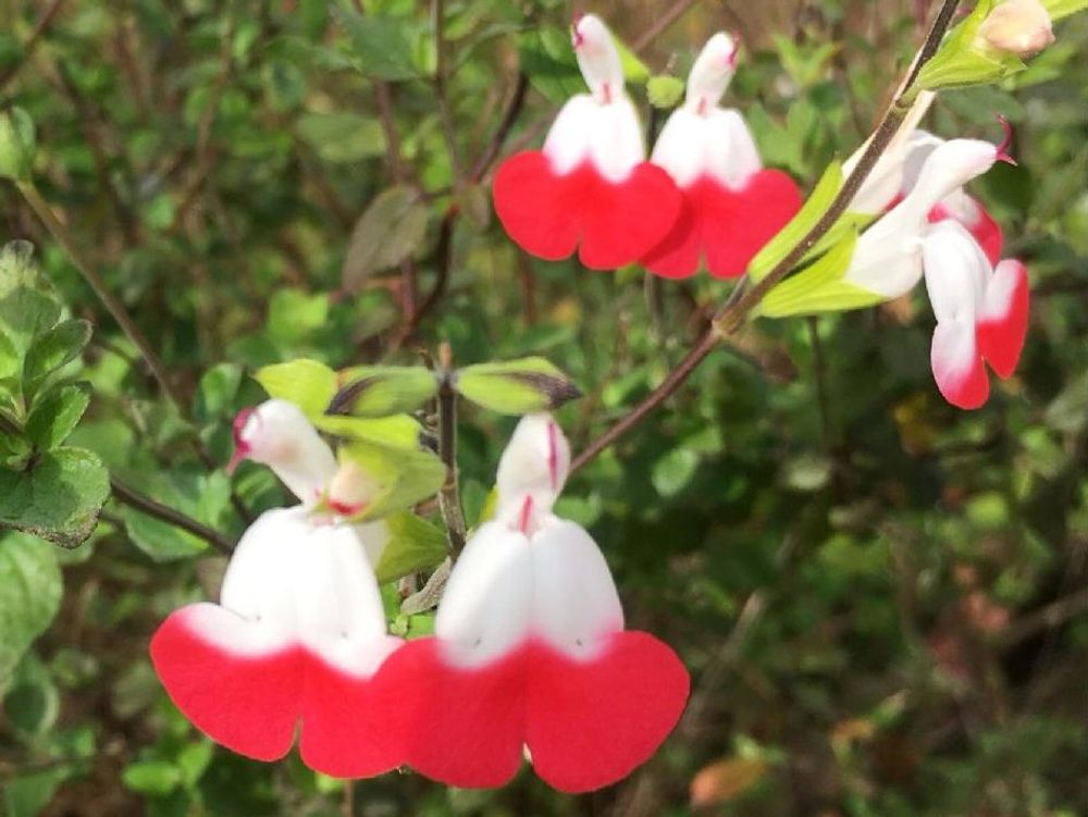 サルビア　紅白の花