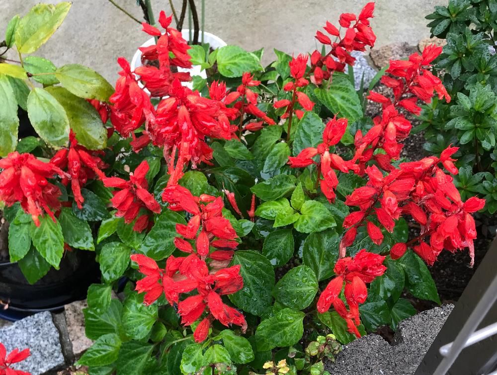 サルビア　赤い花