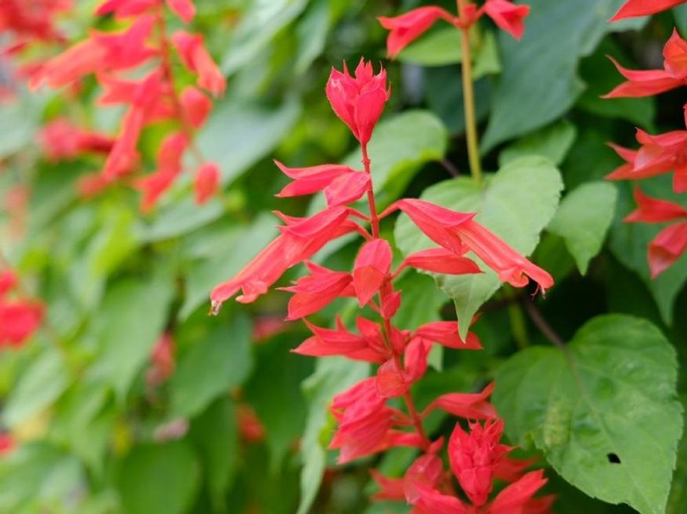 サルビア　赤い花