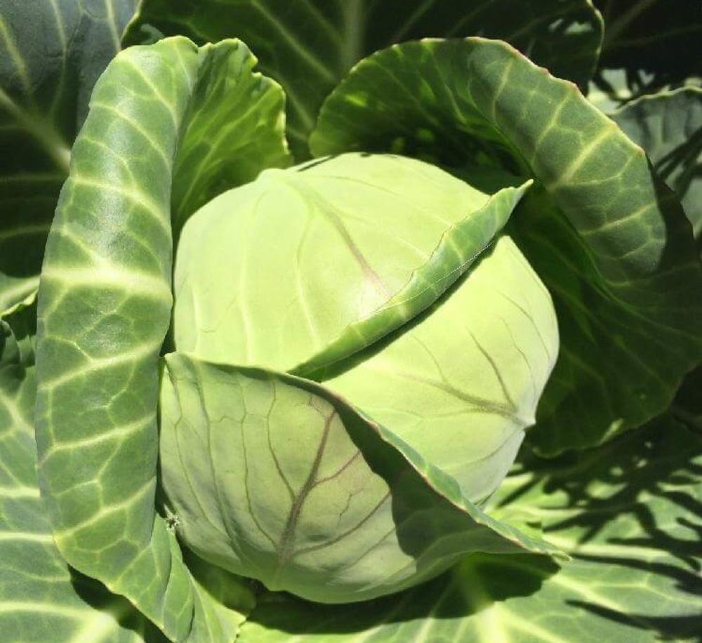 キャベツ、Photo by yuka