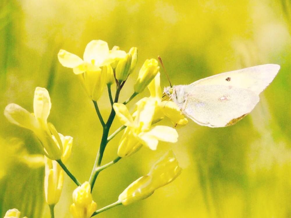きゃべつの花、Photo by hiroro