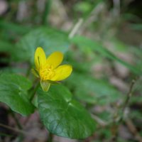 リュウキンカ(立金花)の育て方｜適した環境や水やりの頻度は？の画像