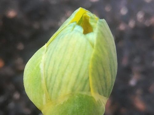 リュウキンカ 立金花 の育て方 適した環境や水やりの頻度は Greensnap グリーンスナップ