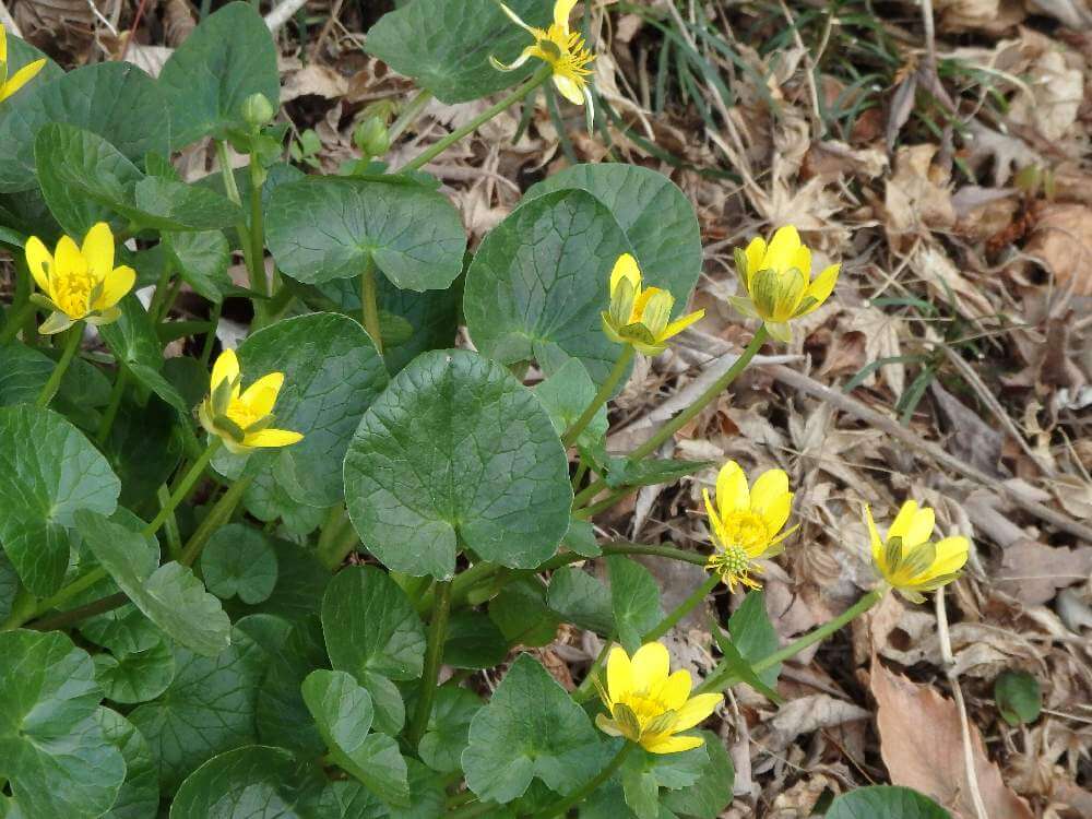 リュウキンカ(立金花)　黄色い花　地植え