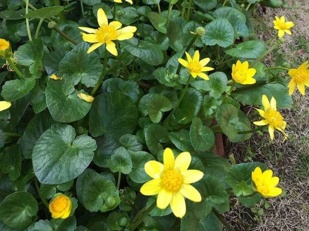 リュウキンカ(立金花)　黄色い花