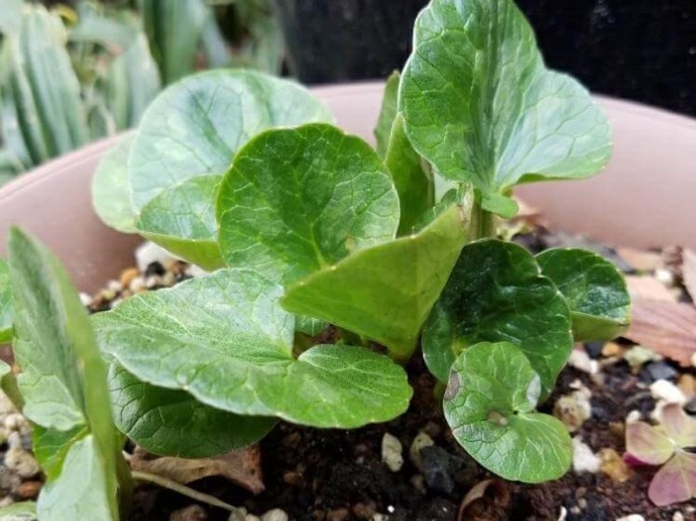 リュウキンカ(立金花)　用土　株