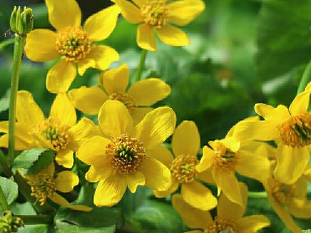 エゾノリュウキンカ　黄色い花