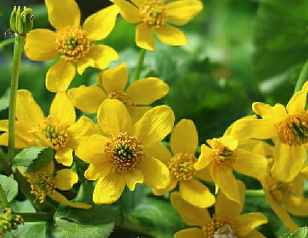 エゾノリュウキンカ　黄色い花