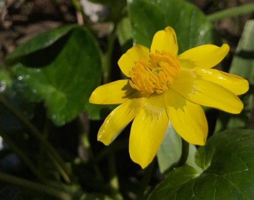 リュウキンカ 立金花 の育て方 適した環境や水やりの頻度は Greensnap グリーンスナップ