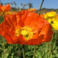 ヒナゲシ(雛芥子)の育て方｜種まきや苗の植え付け時期は？の画像