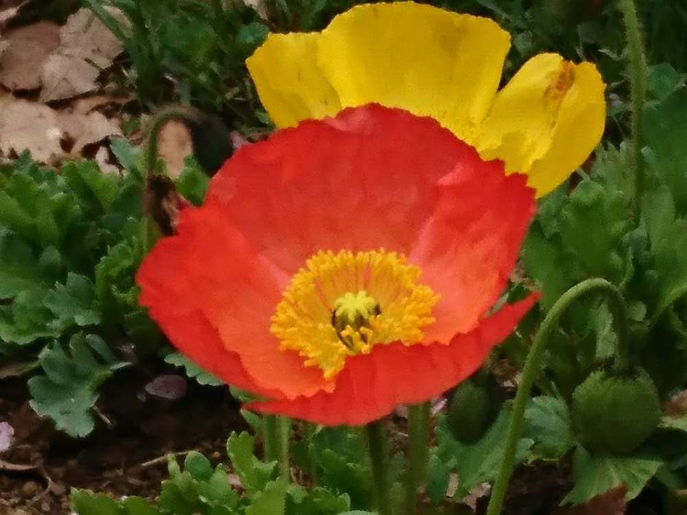 ヒナゲシ(雛芥子)　赤い花　黄色い花