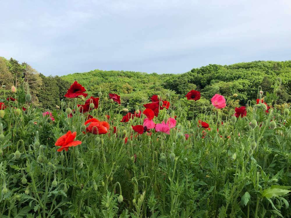 ヒナゲシ(雛芥子)　赤い花