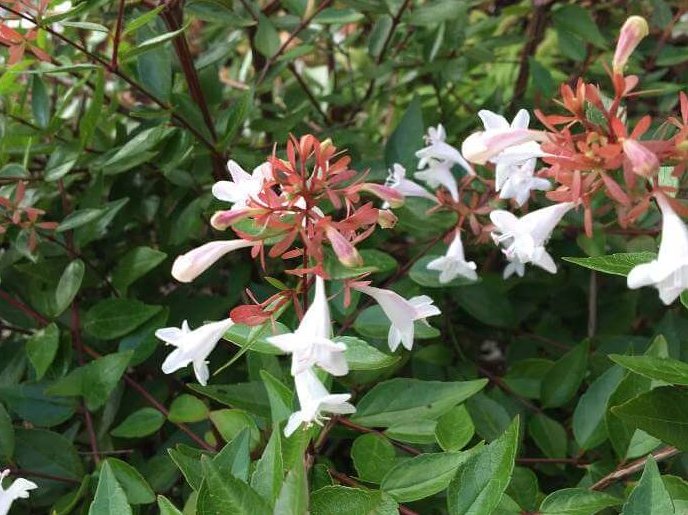 アベリア・グランディフローラ　白い花