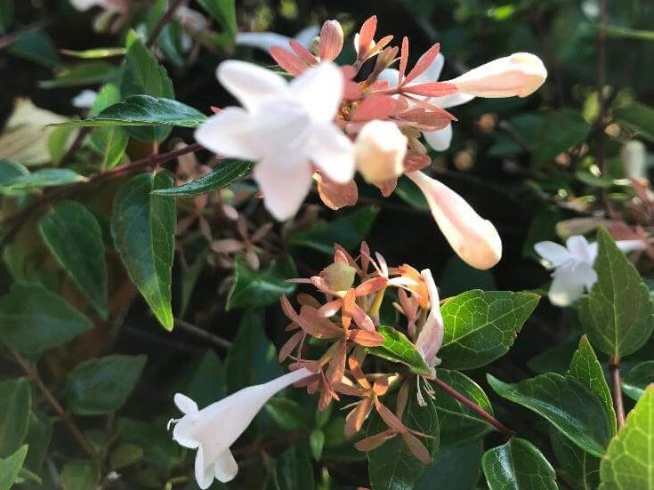 アベリア・グランディフローラ　白い花