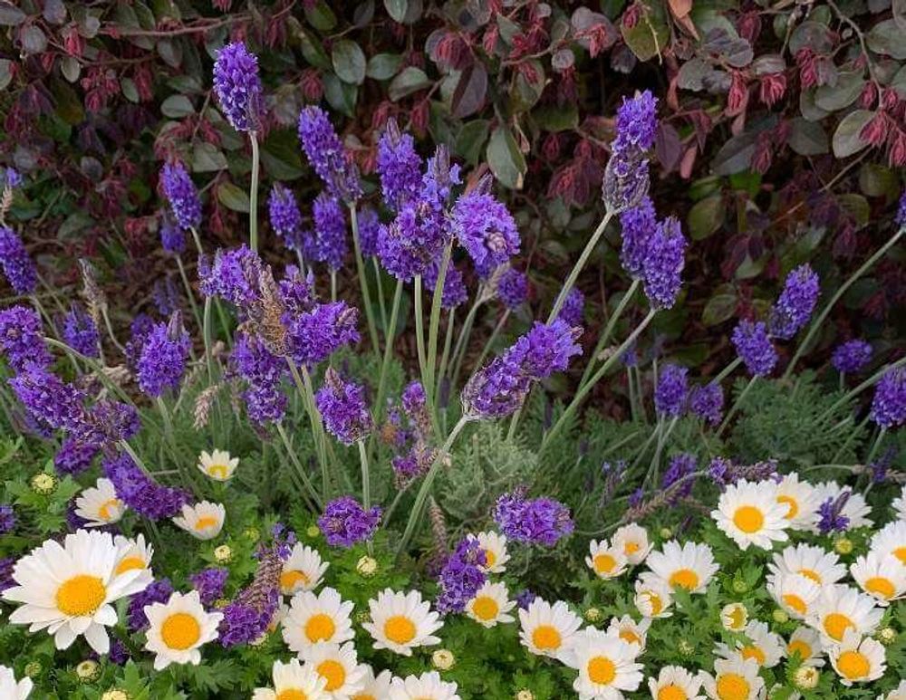 イングリッシュラベンダー　紫色の花　