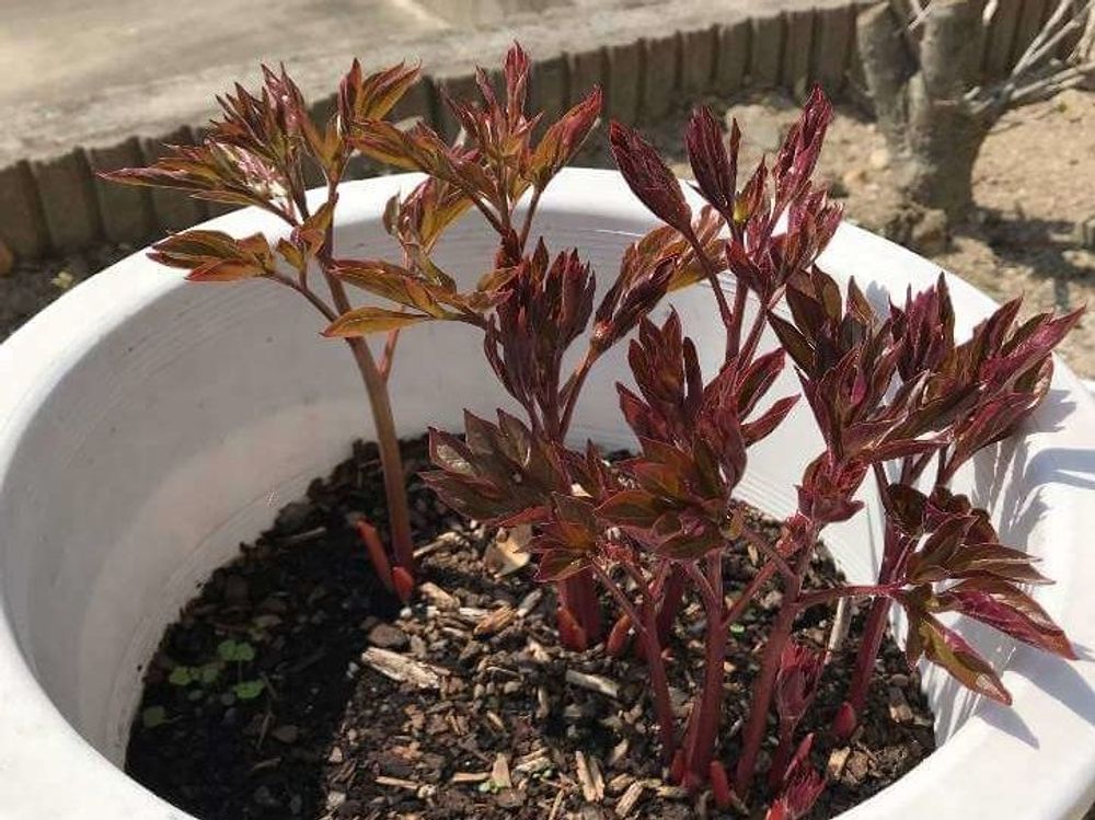 芍薬(シャクヤク)　鉢植え