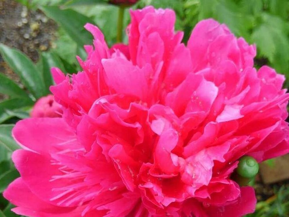 芍薬(シャクヤク)　赤い花