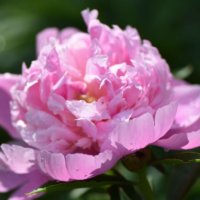 芍薬(シャクヤク)の育て方｜苗の植え方や植え替え時期は？肥料は必要？の画像