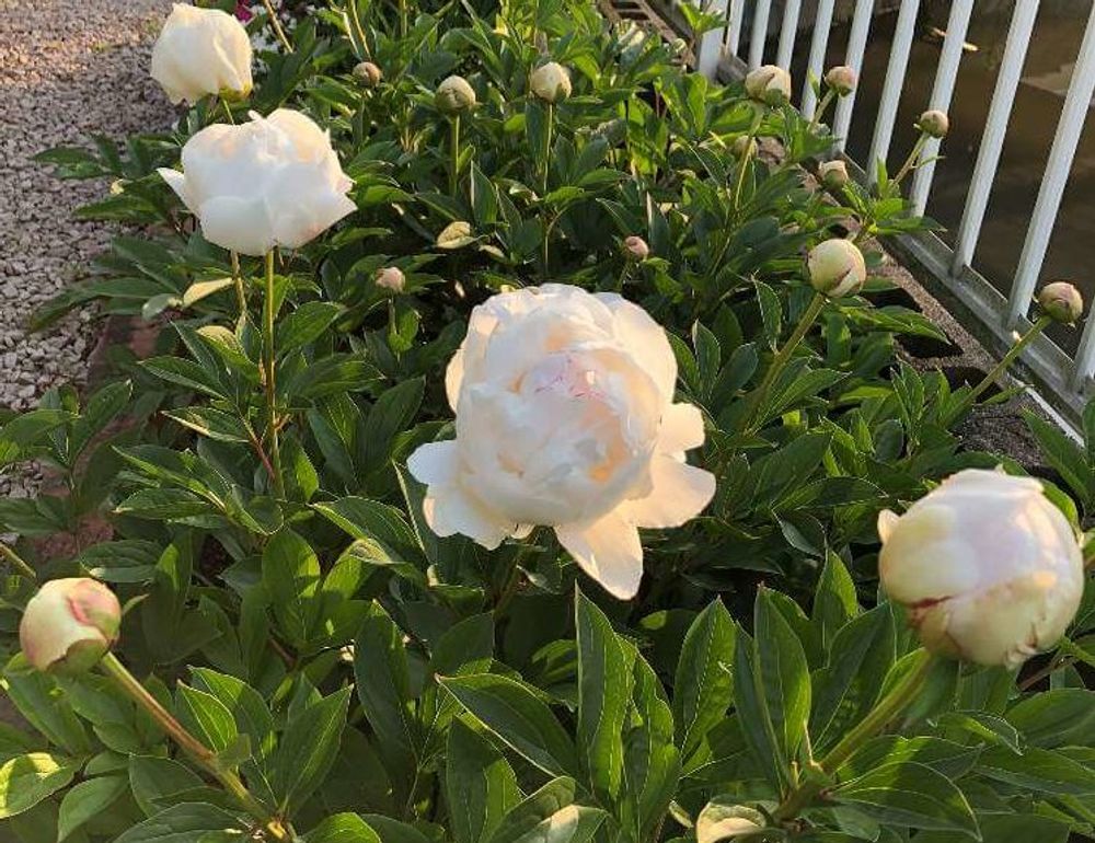 芍薬(シャクヤク)　白い花