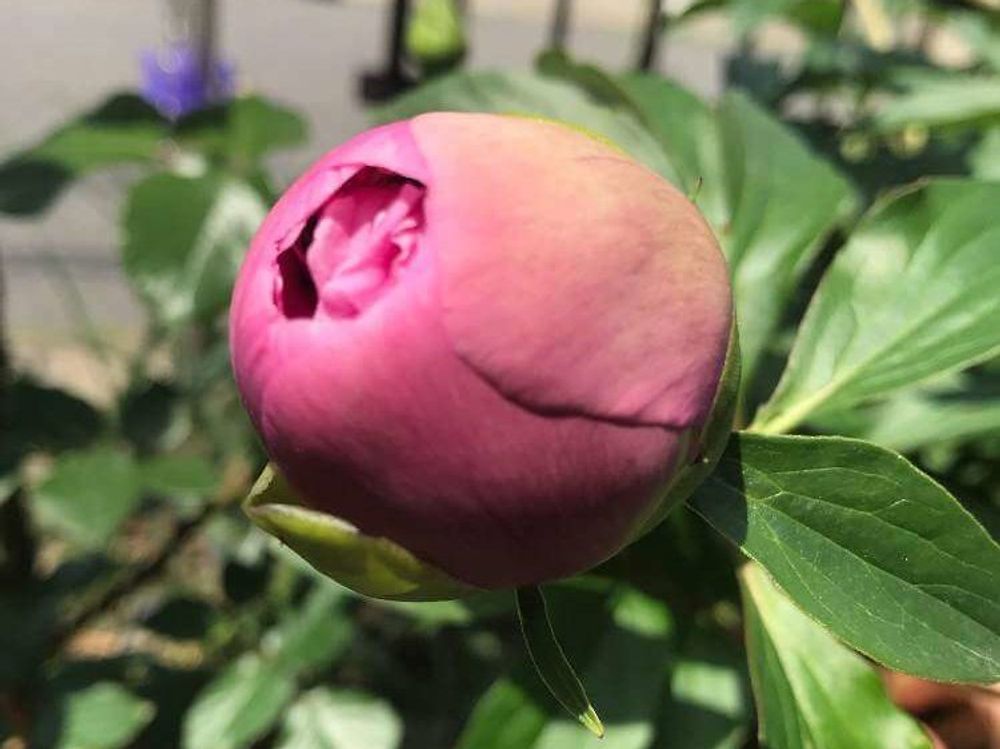 芍薬(シャクヤク)　ピンク色の花