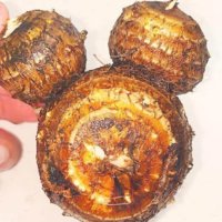 里芋(サトイモ)の育て方・栽培｜種芋の植え付け時期、植え方は？芽出しのコツは？の画像