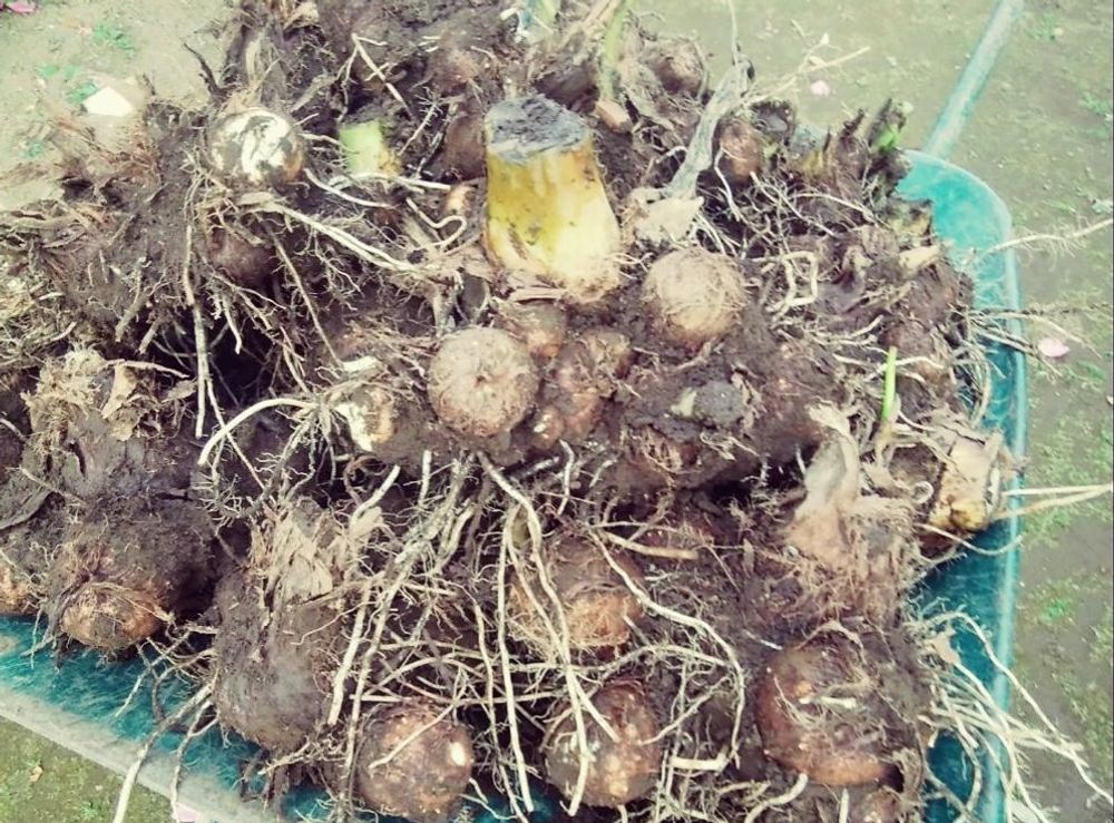 サトイモ　Photo by CCCRスキさん