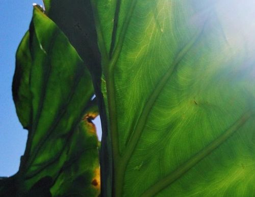 里芋 サトイモ の育て方 栽培 種芋の植え付け時期 植え方は 芽出しのコツは Greensnap グリーンスナップ