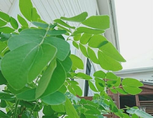 モンキーポッドの育て方 種まきや植え付けの時期は 庭木にもできる Greensnap グリーンスナップ