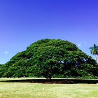 モンキーポッドの育て方｜種まきや植え付けの時期は？庭木にもできる？の画像
