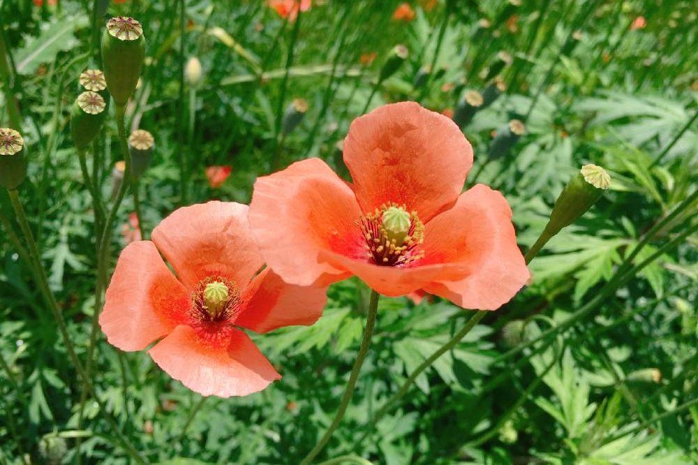 ナガミヒナゲシ