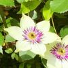 「怖い」花言葉をもつ花18選｜キレイな花には怖いトゲがあるの画像