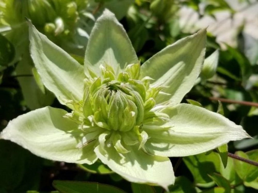 クレマチス・フロリダ　白い花