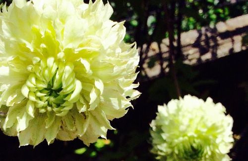 クレマチス フロリダの育て方 きれいに花を咲かせるには剪定がポイント Greensnap グリーンスナップ クレマチス フロリダの育て方 きれいに花を咲かせるには剪定がポイント Greensnap グリーンスナップ