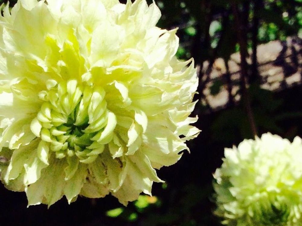 クレマチス・フロリダ白万重　Photo by shiroさん