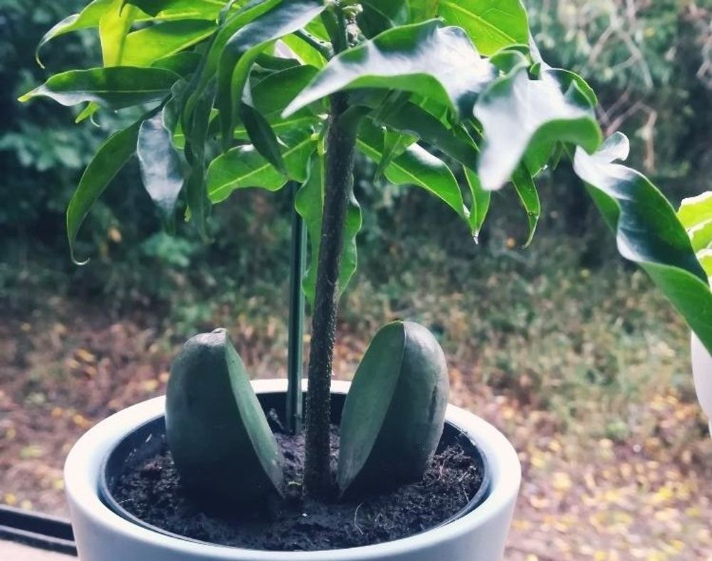 オーストラリアンビーンズ(ジャックと豆の木)　鉢植え　株