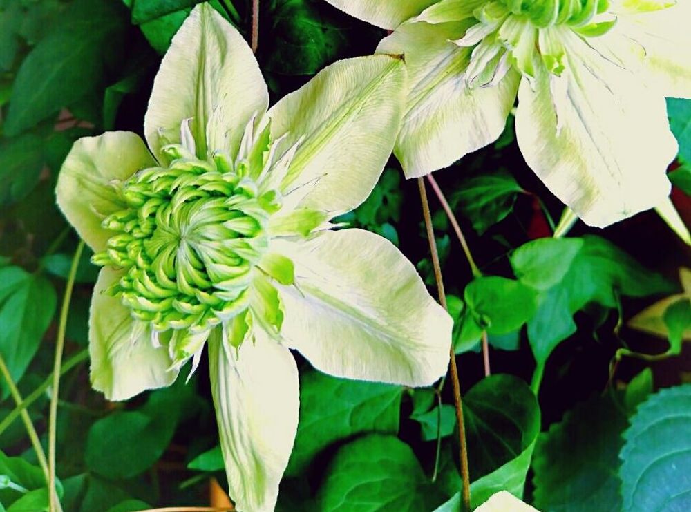 クレマチス・フロリダ　黄緑色の花