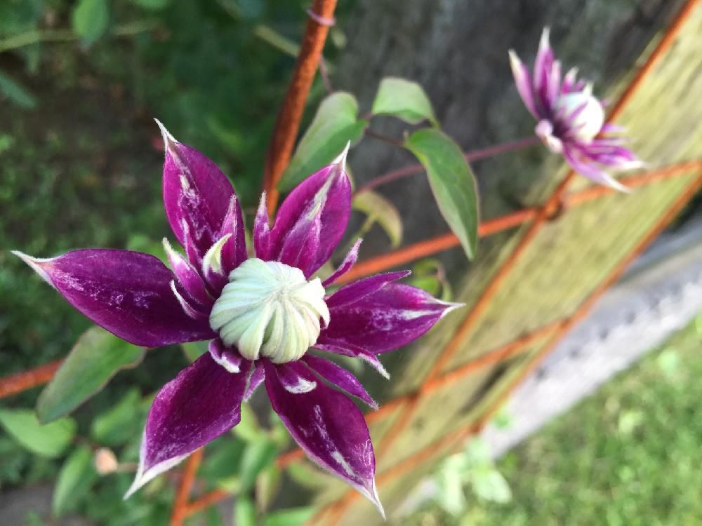 クレマチス・フロリダ　紫色の花