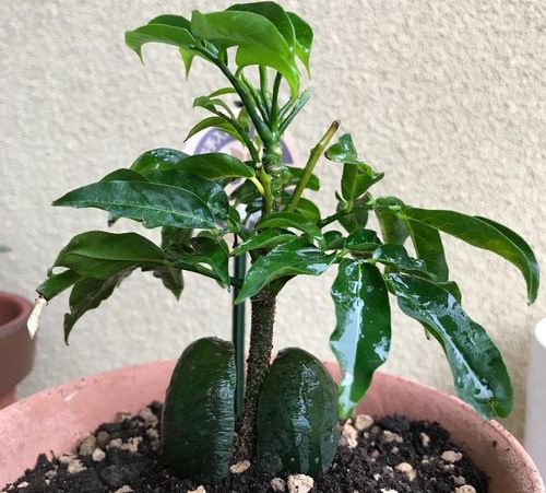 オーストラリアンビーンズ ジャックと豆の木 の育て方 種まき時期は Greensnap グリーンスナップ