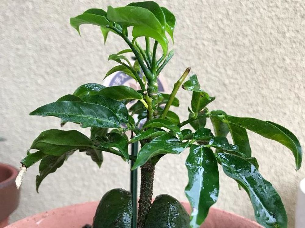 オーストラリアンビーンズ(ジャックと豆の木)　鉢植え　葉