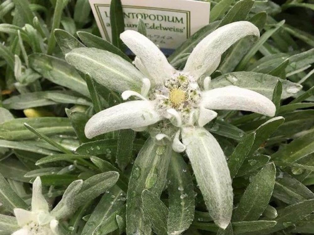 エーデルワイス　白い花